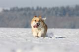 CORGI PEMBROKE 972